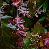 20101016-CRW_0554.jpg